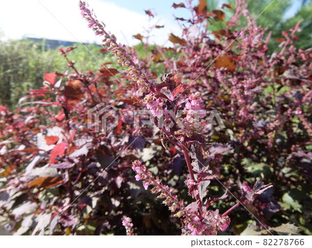 Red shiso Red shiso 82278766