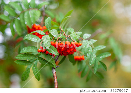 Mountain rowan ash branch berries on blurred green background. Autumn harvest still life scene. Soft focus backdrop photography. Copy space. Mountain rowan ash branch berries on blurred green background. Autumn harvest still life scene. Soft focus backdrop photography. Copy space. 82279027