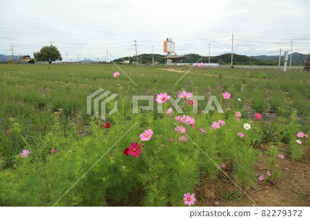 Cheorwon-gun. Stork. Goseokjeong Flower Field. Pink. Cheorwon-gun. Stork. Goseokjeong Flower Field. Pink. 82279372
