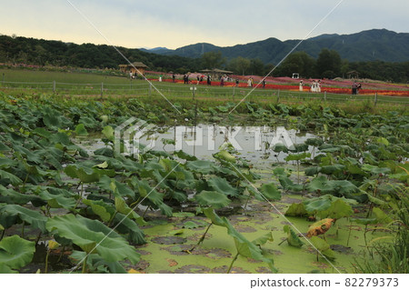 Cheorwon-gun. Stork. Goseokjeong Flower Field. Pink. Cheorwon-gun. Stork. Goseokjeong Flower Field. Pink. 82279373