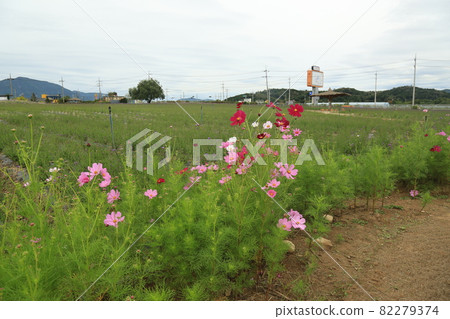 Cheorwon-gun. Stork. Goseokjeong Flower Field. Pink. 82279374