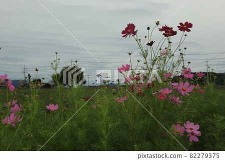 Cheorwon-gun. Stork. Goseokjeong Flower Field. Pink. Cheorwon-gun. Stork. Goseokjeong Flower Field. Pink. 82279375