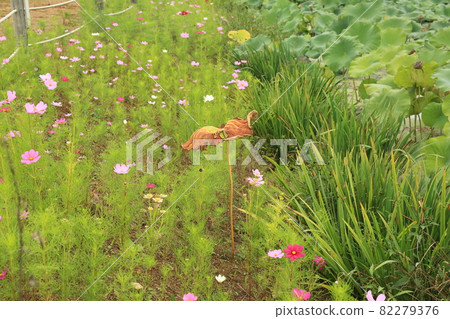 Cheorwon-gun。鸛。Goseokjeong 花田。粉紅色。 82279376