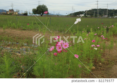 Cheorwon-gun。鸛。Goseokjeong 花田。粉紅色。 82279377