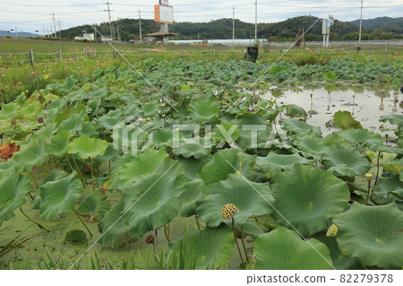 Cheorwon-gun。鸛。Goseokjeong 花田。粉紅色。 82279378