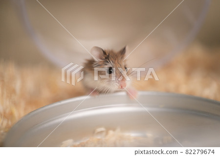 Roborovsky hamster 82279674