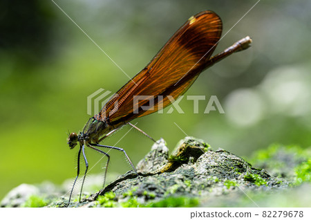 Miyama Kawatombo 82279678