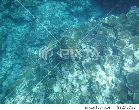 游泳的海龜 82279758