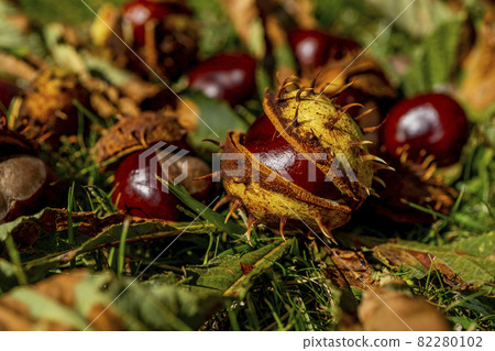 Fallen chestnuts in an open shell lying in the grass. Beautiful autumn fruits, macro close -up.  82280102