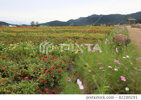 Cheorwon-gun, stork. Goseokjeong flower garden. Plants. Flowers. Pink Cheorwon-gun, stork. Goseokjeong flower garden. Plants. Flowers. Pink 82280291