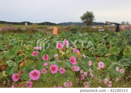 鐵原郡,鸛,孤石亭花園,植物,花卉,粉紅色 鐵原郡,鸛,孤石亭花園,植物,花卉,粉紅色 82280323