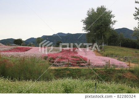 鐵原郡,鸛,孤石亭花園,植物,花卉,粉紅色 鐵原郡,鸛,孤石亭花園,植物,花卉,粉紅色 82280324