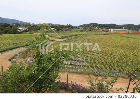 鐵原郡，鸛，孤石亭花園，植物，花卉，粉紅色 82280336