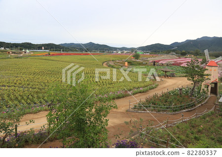 鐵原郡,鸛,孤石亭花園,植物,花卉,粉紅色 鐵原郡,鸛,孤石亭花園,植物,花卉,粉紅色 82280337