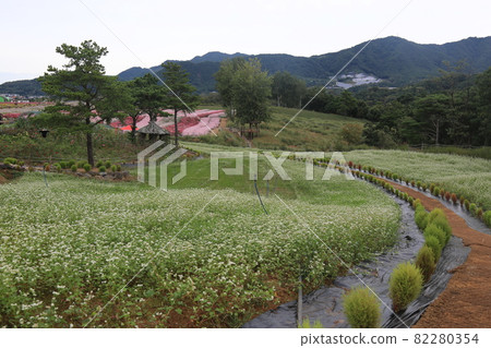 鐵原郡,鸛,孤石亭花園,植物,花卉,粉紅色 鐵原郡,鸛,孤石亭花園,植物,花卉,粉紅色 82280354
