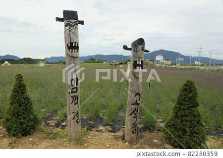Cheorwon-gun, stork. Goseokjeong flower garden. Plants. Flowers. Pink 82280359