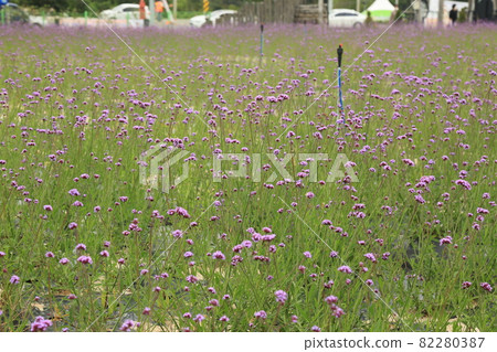 鐵原郡，鸛，孤石亭花園，植物，花卉，粉紅色 82280387
