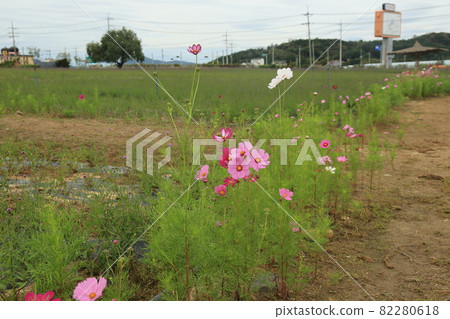 Lotus leaf. Cosmos. Pink. Daffodil. Goseokjeong flower garden. Cheorwon-gun 82280618