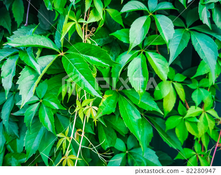 green vine leaves texture green ivy leaves wall background. nature texture plants green vine leaves texture green ivy leaves wall background. nature texture plants 82280947