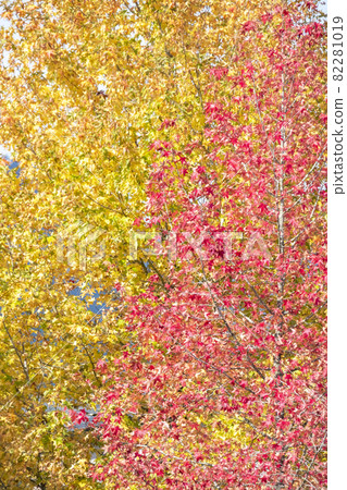 Autumn leaves and deciduous leaves in the forest (Hiruzen Plateau) Autumn leaves and deciduous leaves in the forest (Hiruzen Plateau) 82281019
