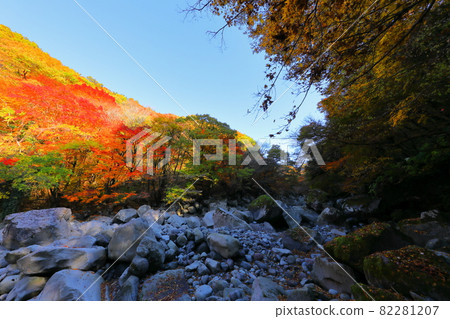 Cheonya Valley, Halla Mountain, Autumn, Maple Leaves, Valley, Mountain Valley, Attractions, Travel, Tourist Attractions, Climbing, In the Forest, Cheonya Valley, Halla Mountain, Autumn, Maple Leaves, Valley, Mountain Valley, Attractions, Travel, Tourist Attractions, Climbing, In the Forest, 82281207