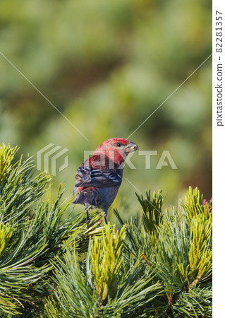Pine grosbeak male 82281357