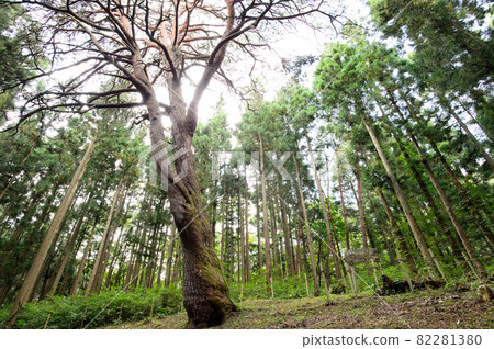 A giant tree towering in the forest, Iwate Prefecture A giant tree towering in the forest, Iwate Prefecture 82281380