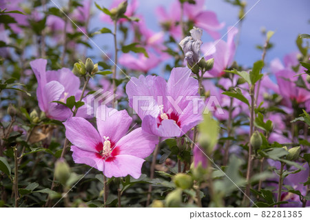 Fuyo flowers Fuyo flowers 82281385