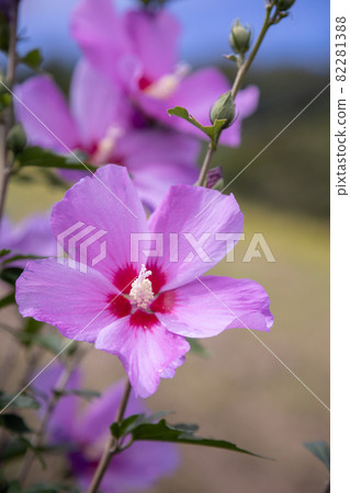 Fuyo flowers Fuyo flowers 82281388