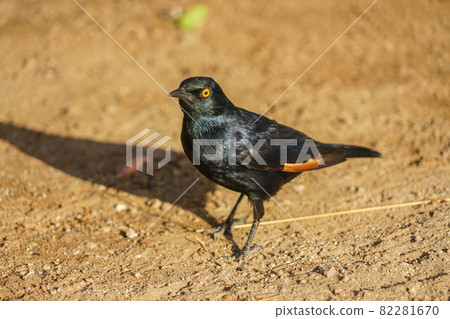 Pale-winged star Pale-winged star 82281670
