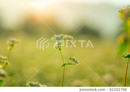 Akisoba flowers in the morning sun [Nagano Prefecture] 82281706