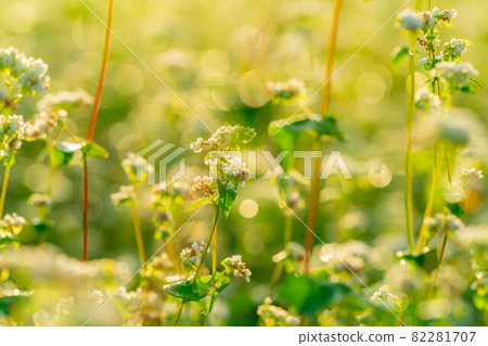 Akisoba flowers in the morning sun [Nagano Prefecture] 82281707