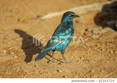 bird, birds, fowls 82281724