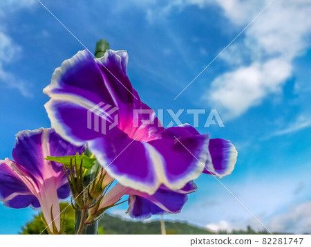 秋天的藍天、白雲和紫色的牽牛花 82281747