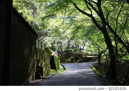 A landscape of the approach to the stairs at the end of the mossy Suirokaku, the electric wires, the road, the blue maple and the green trees full of sunlight. A landscape of the approach to the stairs at the end of the mossy Suirokaku, the electric wires, the road, the blue maple and the green trees full of sunlight. 82281826