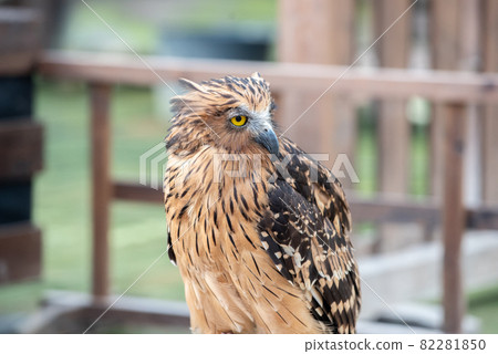 Forest Sage Owl 82281850