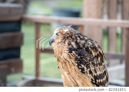 Forest Sage Owl Forest Sage Owl 82281851