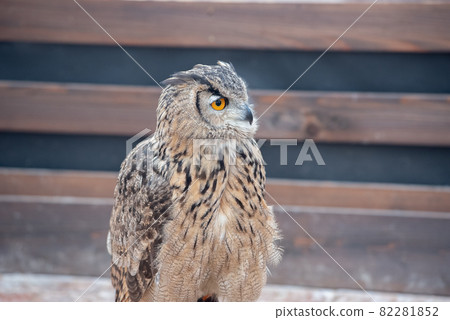 Forest Sage Owl 82281852