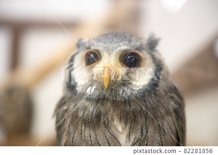 Forest Sage Owl Forest Sage Owl 82281856