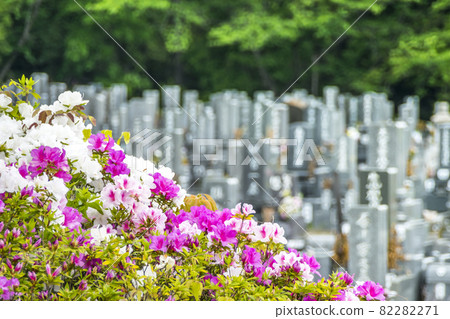 Reien scenery seen through azaleas Reien scenery seen through azaleas 82282271