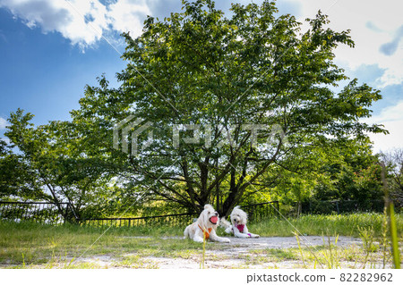 Two goldendoodles resting in the park Two goldendoodles resting in the park 82282962