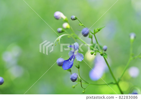 小白額草 82283086