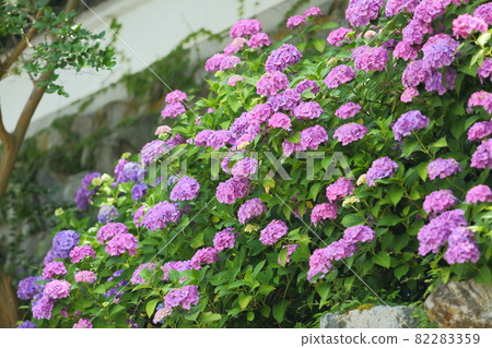 觀音寺白牆前的繡球花 82283359