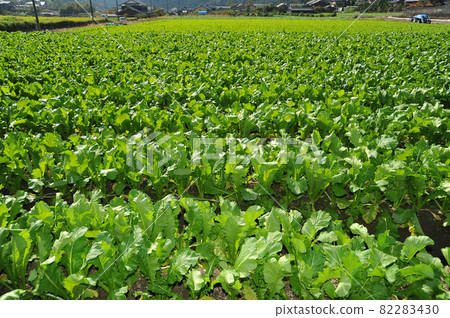 [Kyoto Ohara Satoyama Idyllic Landscape] Kyoto City, Kyoto Prefecture 82283430