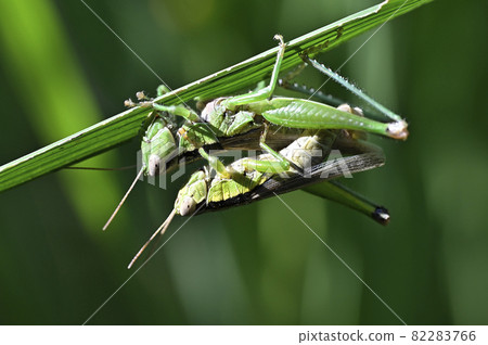 Locust Locust 82283766