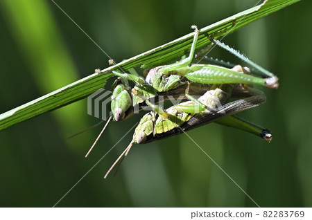 Locust Locust 82283769