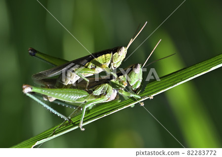 Locust Locust 82283772