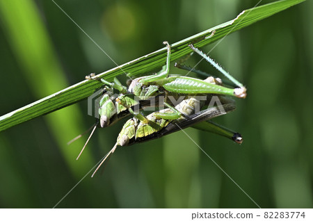 Locust Locust 82283774