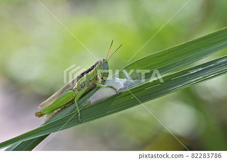 Locust Locust 82283786