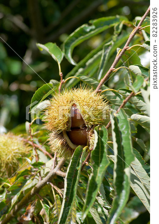 Autumn fruit (chestnut) 82283926